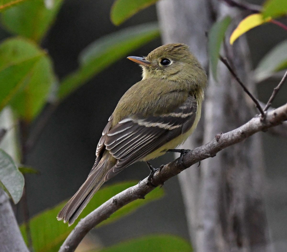 Western Flycatcher (Pacific-slope) - ML288872461