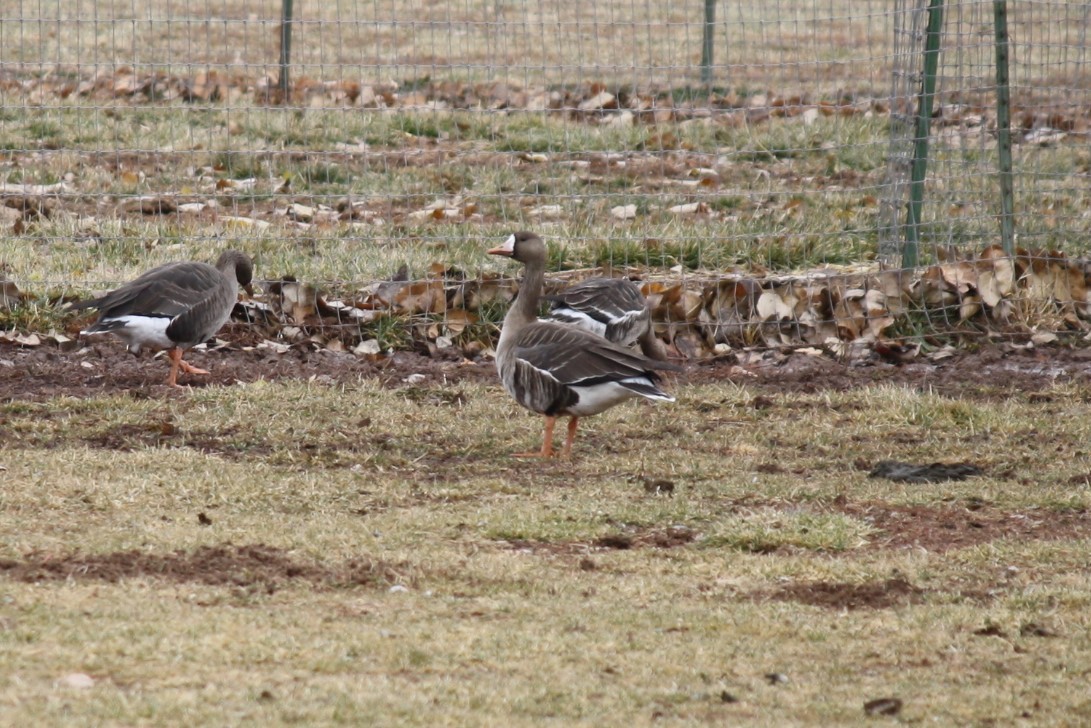 Greater White-fronted Goose - ML288873691