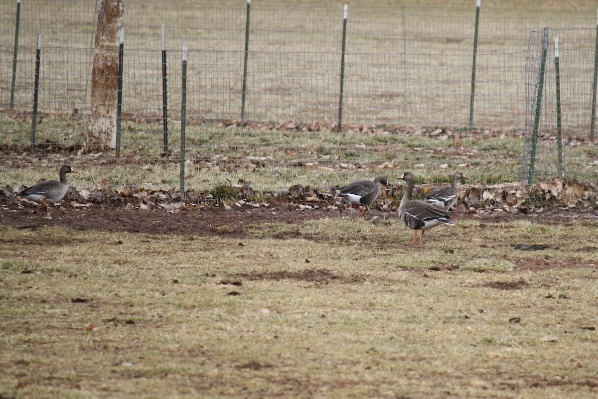 Greater White-fronted Goose - ML288873711