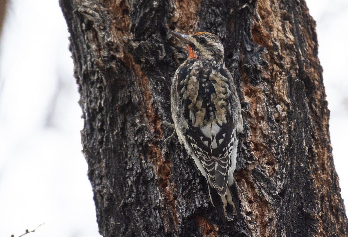 Red-naped Sapsucker - Jack Parlapiano