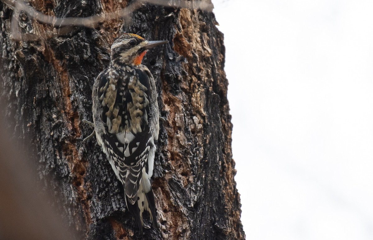 Red-naped Sapsucker - ML288874041