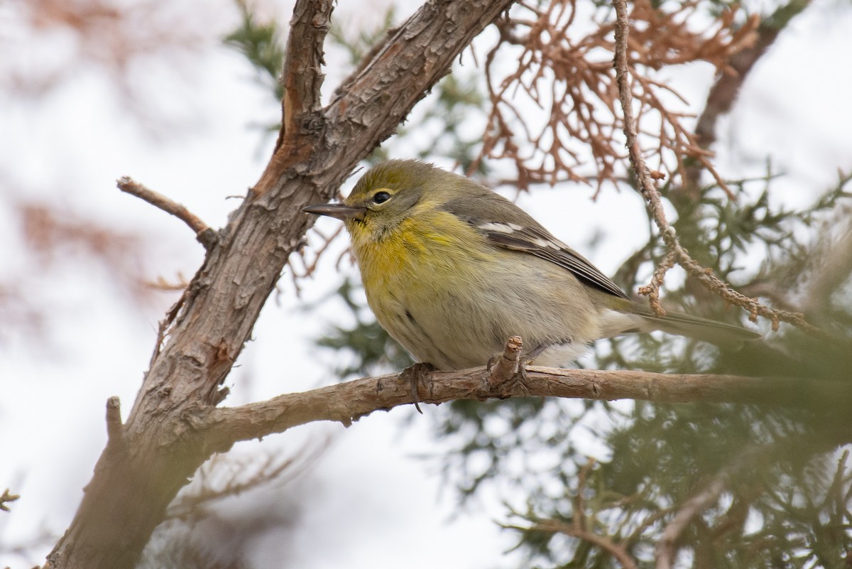 Pine Warbler - Jack Parlapiano