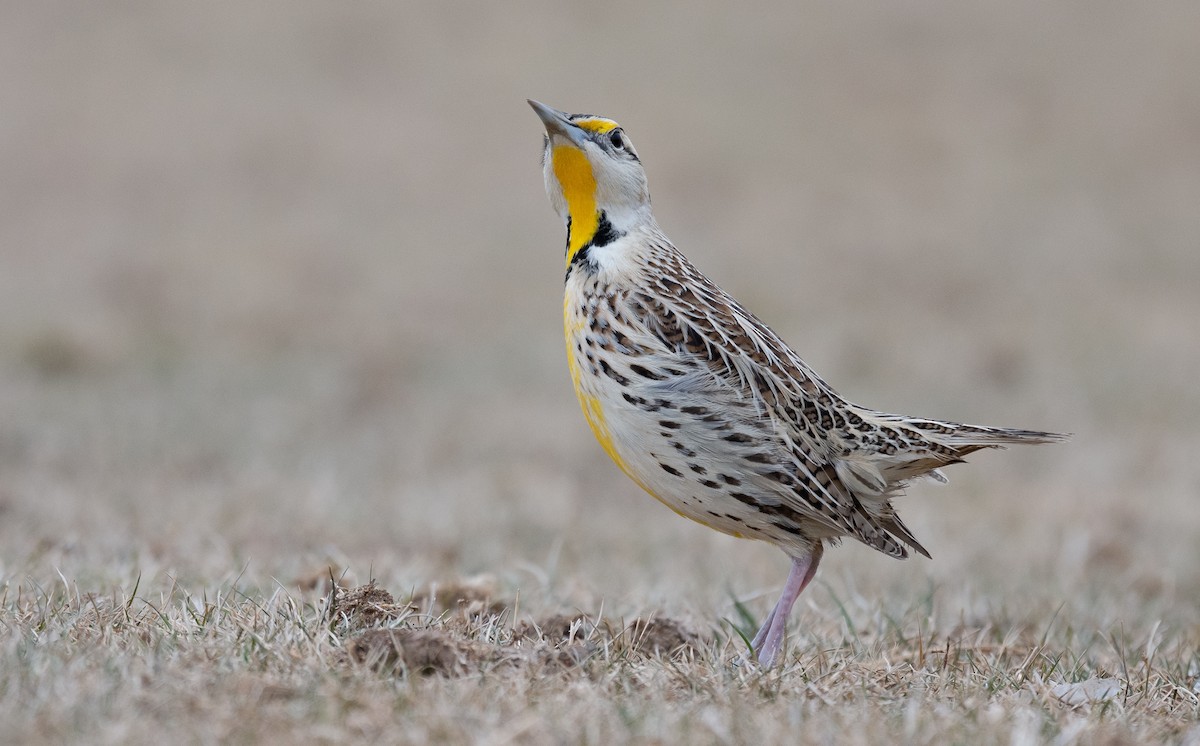 Chihuahuan Meadowlark - ML288874151