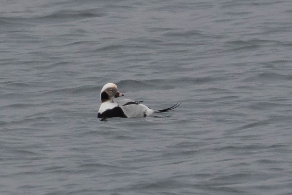 Long-tailed Duck - ML288874401
