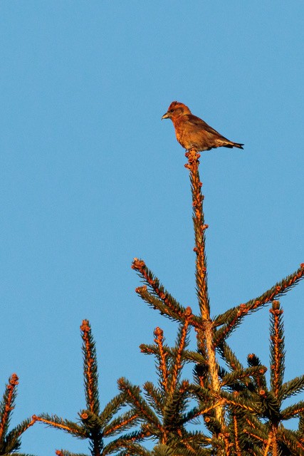 Red Crossbill - ML288874891