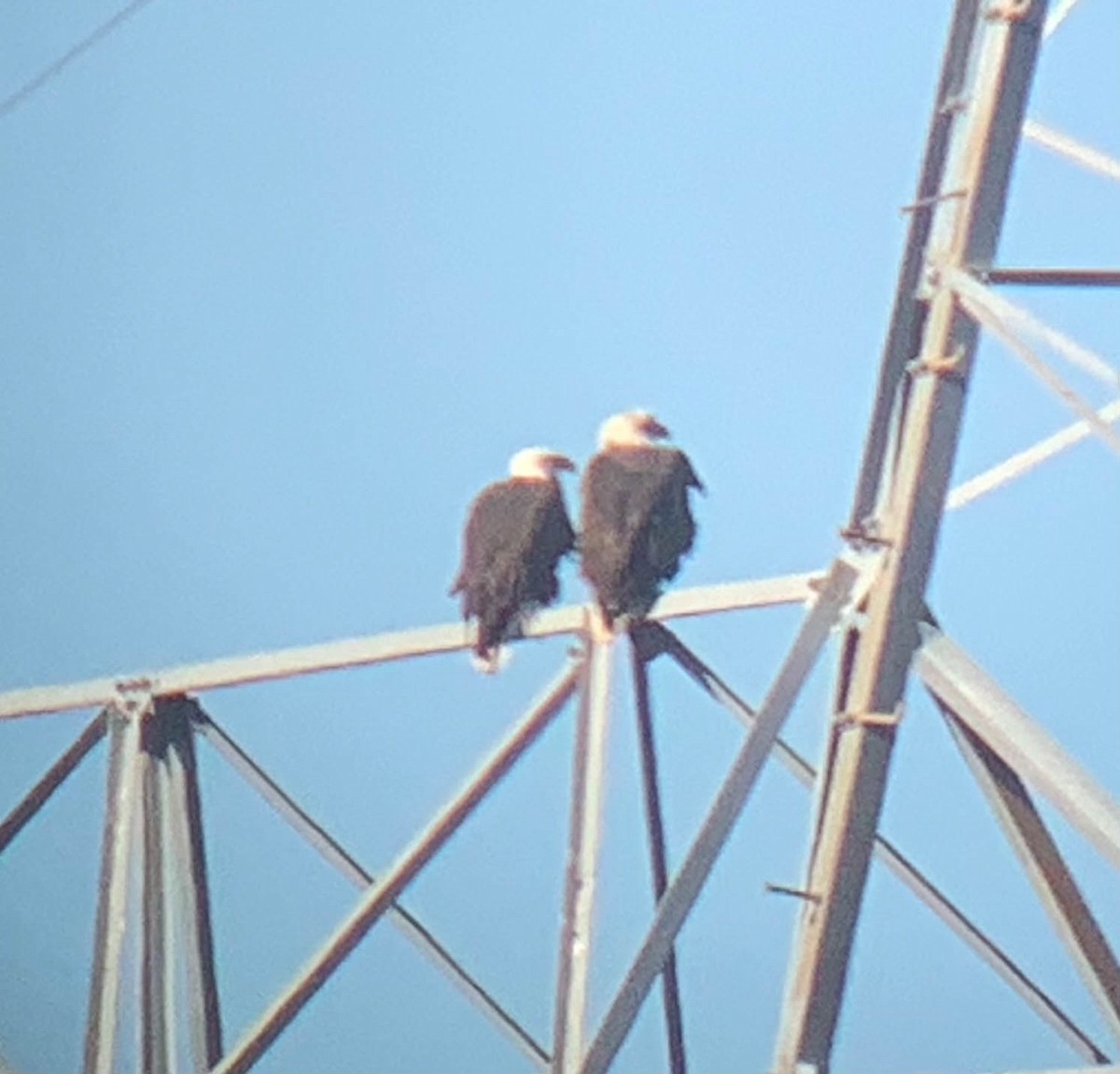 Bald Eagle - Charity Hagen