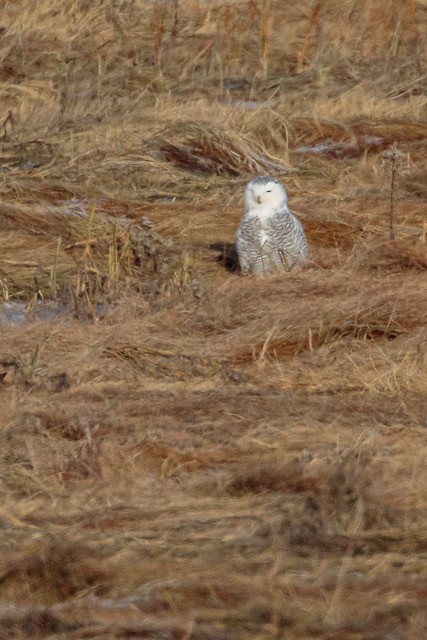Snowy Owl - ML288875121