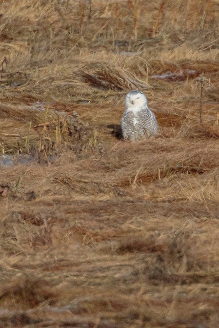 Snowy Owl - ML288875121