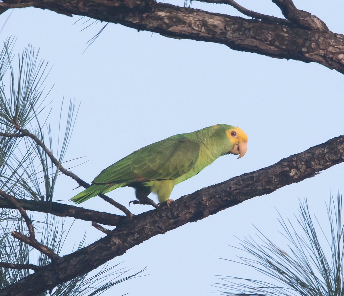 Yellow-headed Parrot - ML288876971