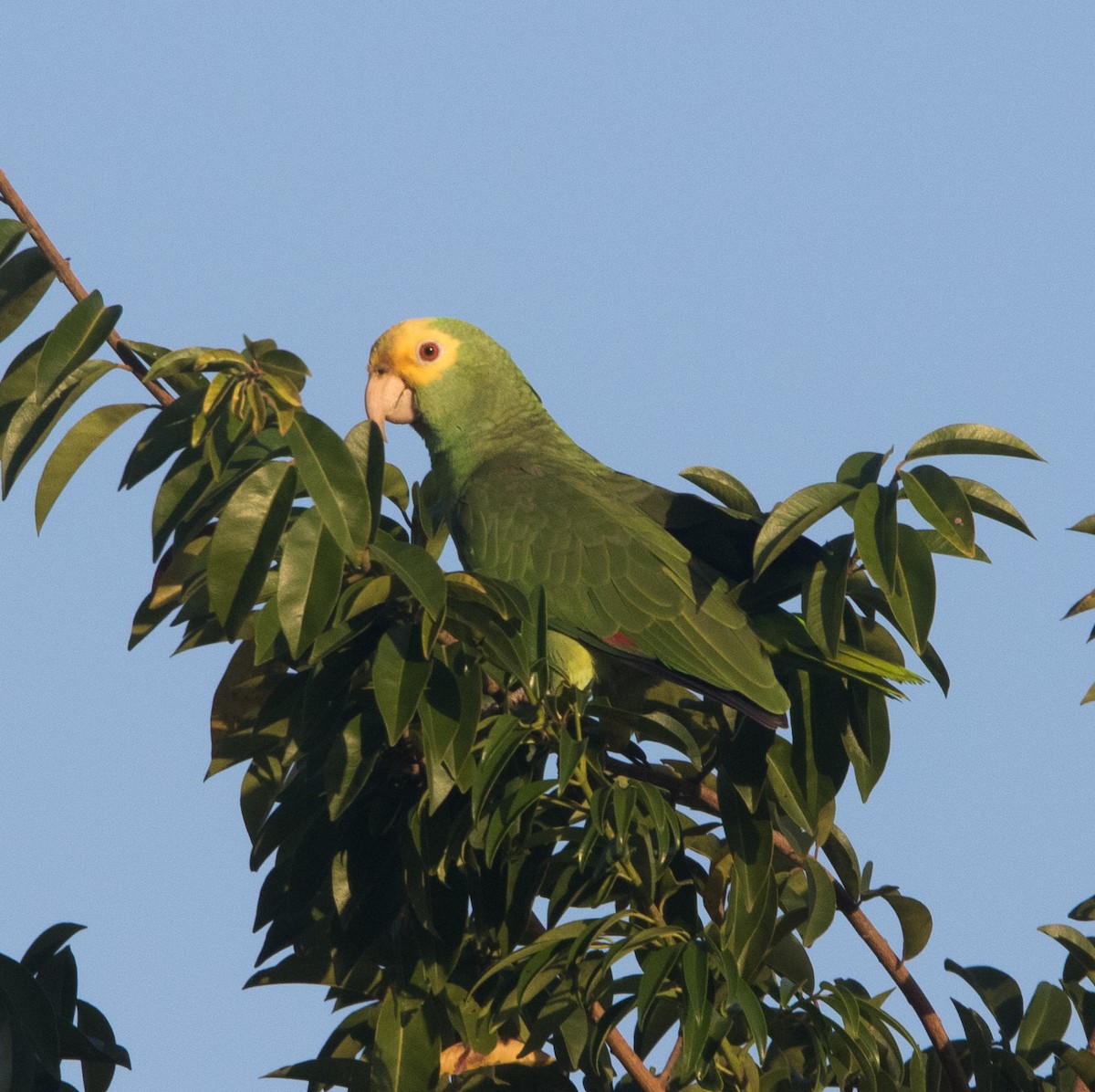 Yellow-headed Parrot - ML288876991