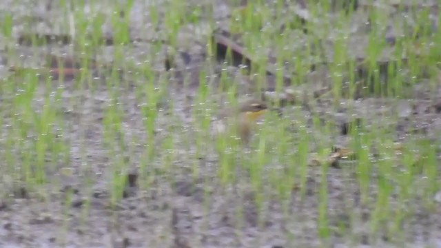 Western Yellow Wagtail - ML288877201