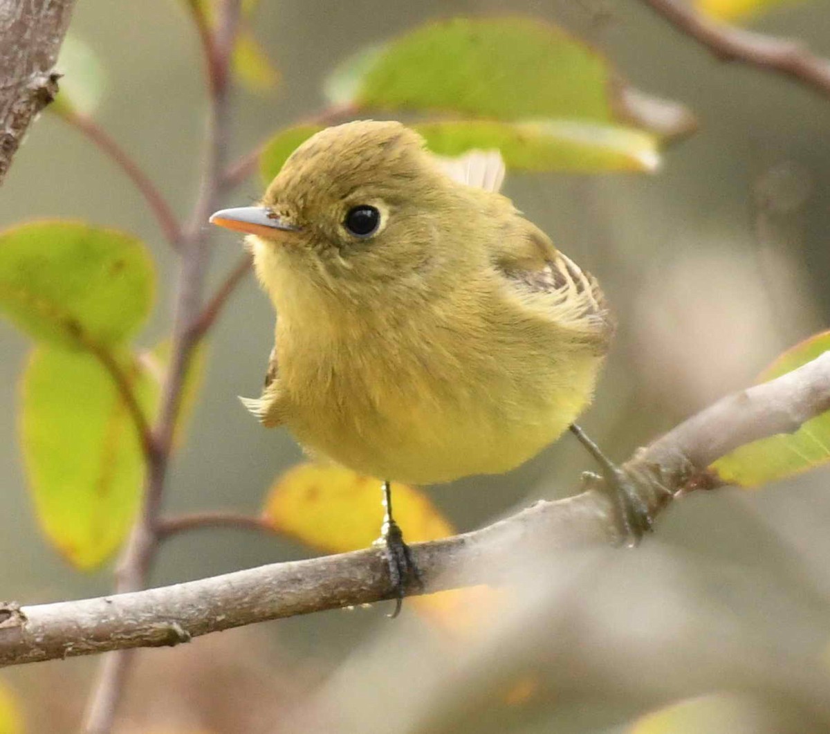 Western Flycatcher (Pacific-slope) - ML288878411