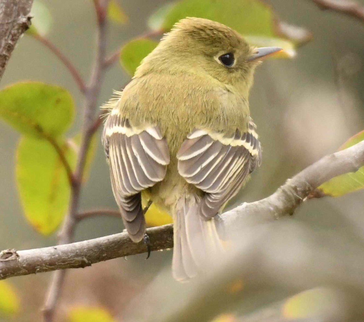 Western Flycatcher (Pacific-slope) - ML288878481