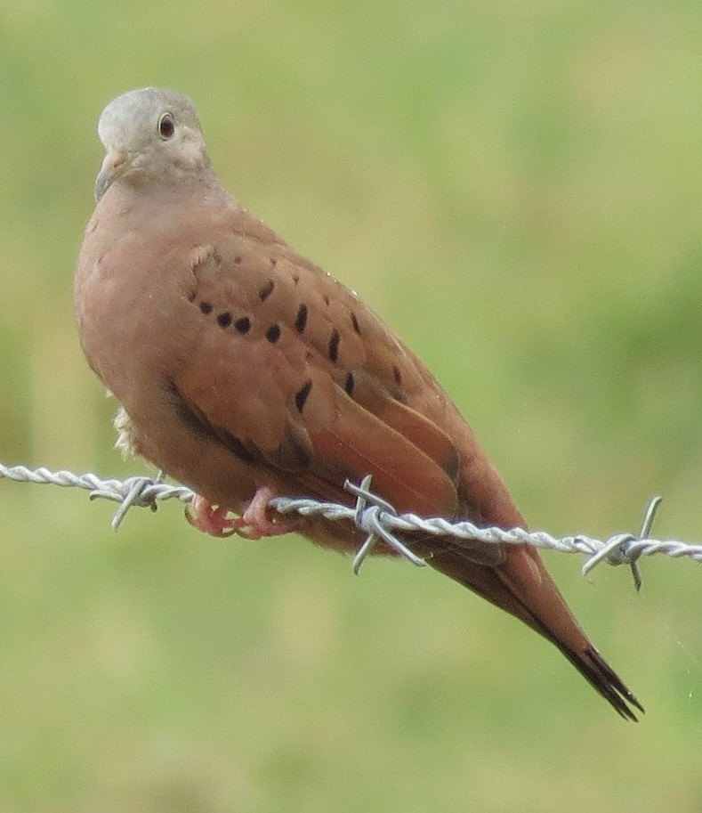 Ruddy Ground Dove - ML288878531