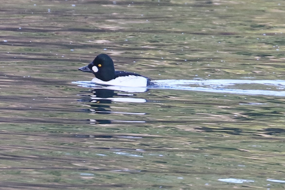 Common Goldeneye - ML288879401