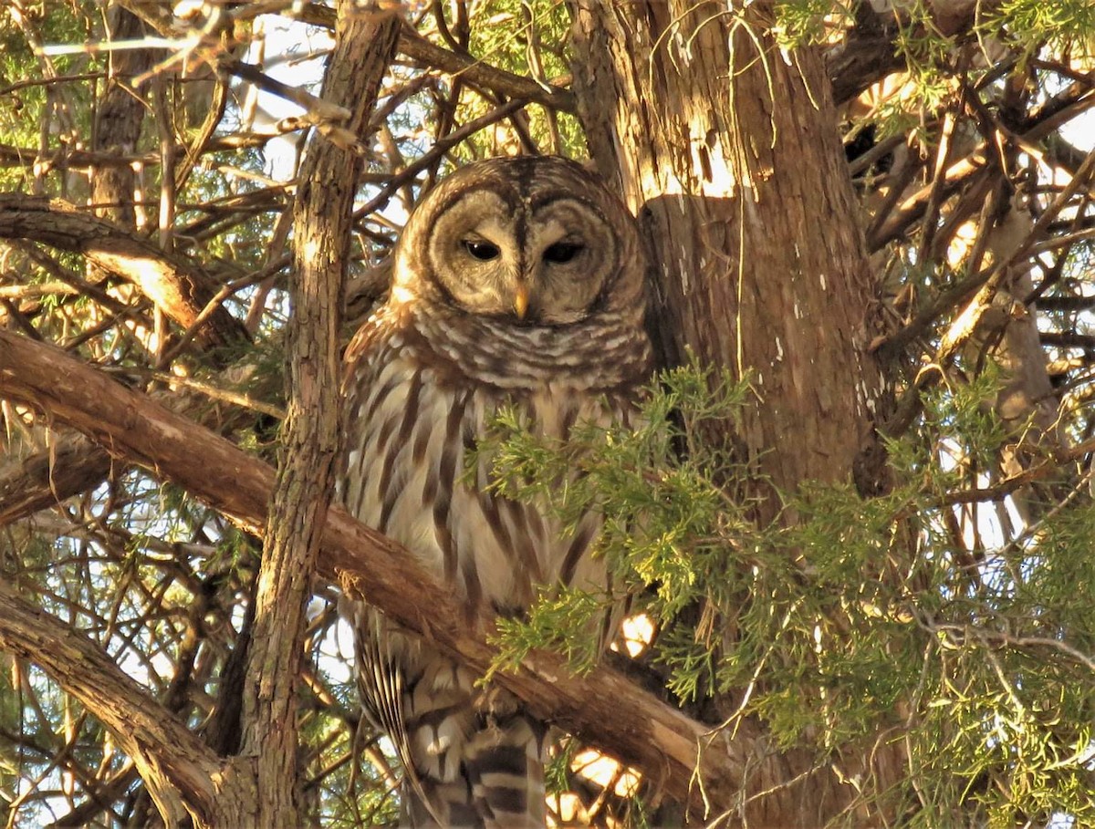 Barred Owl - ML288879431