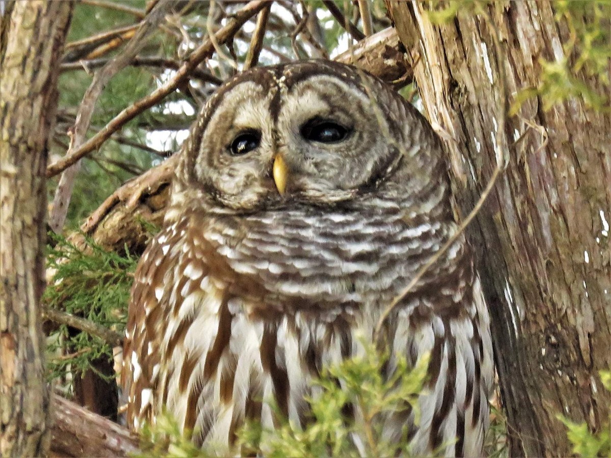 Barred Owl - ML288879441