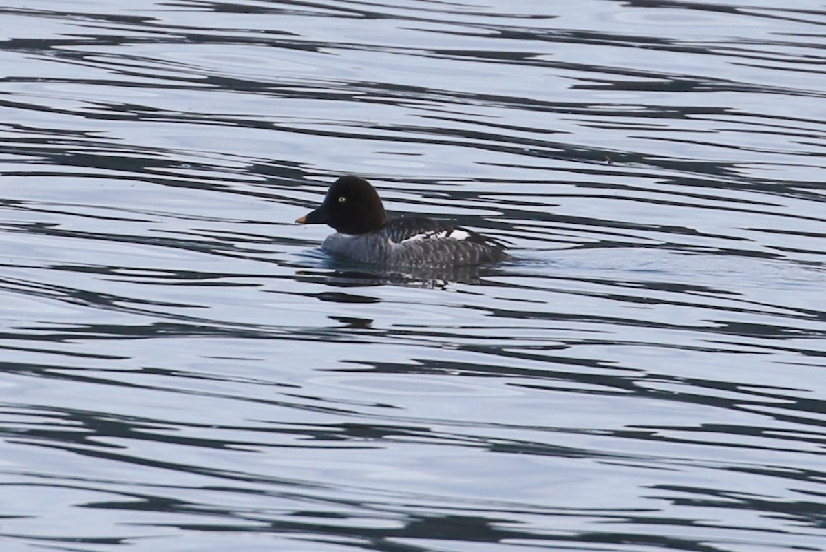 Common Goldeneye - ML288879511