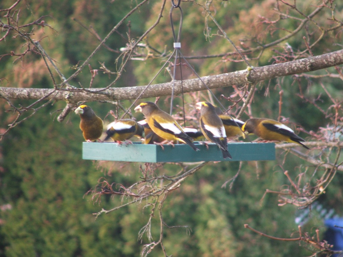 Evening Grosbeak - ML288879521