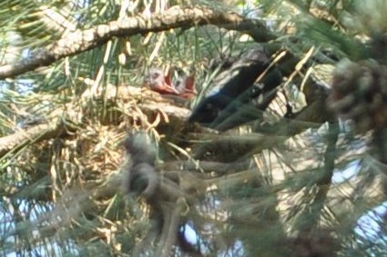 Common Grackle - ML28888021