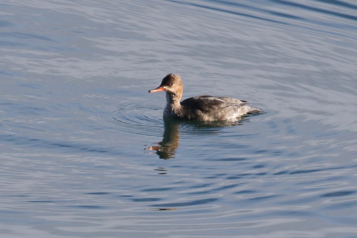 Red-breasted Merganser - ML288880791