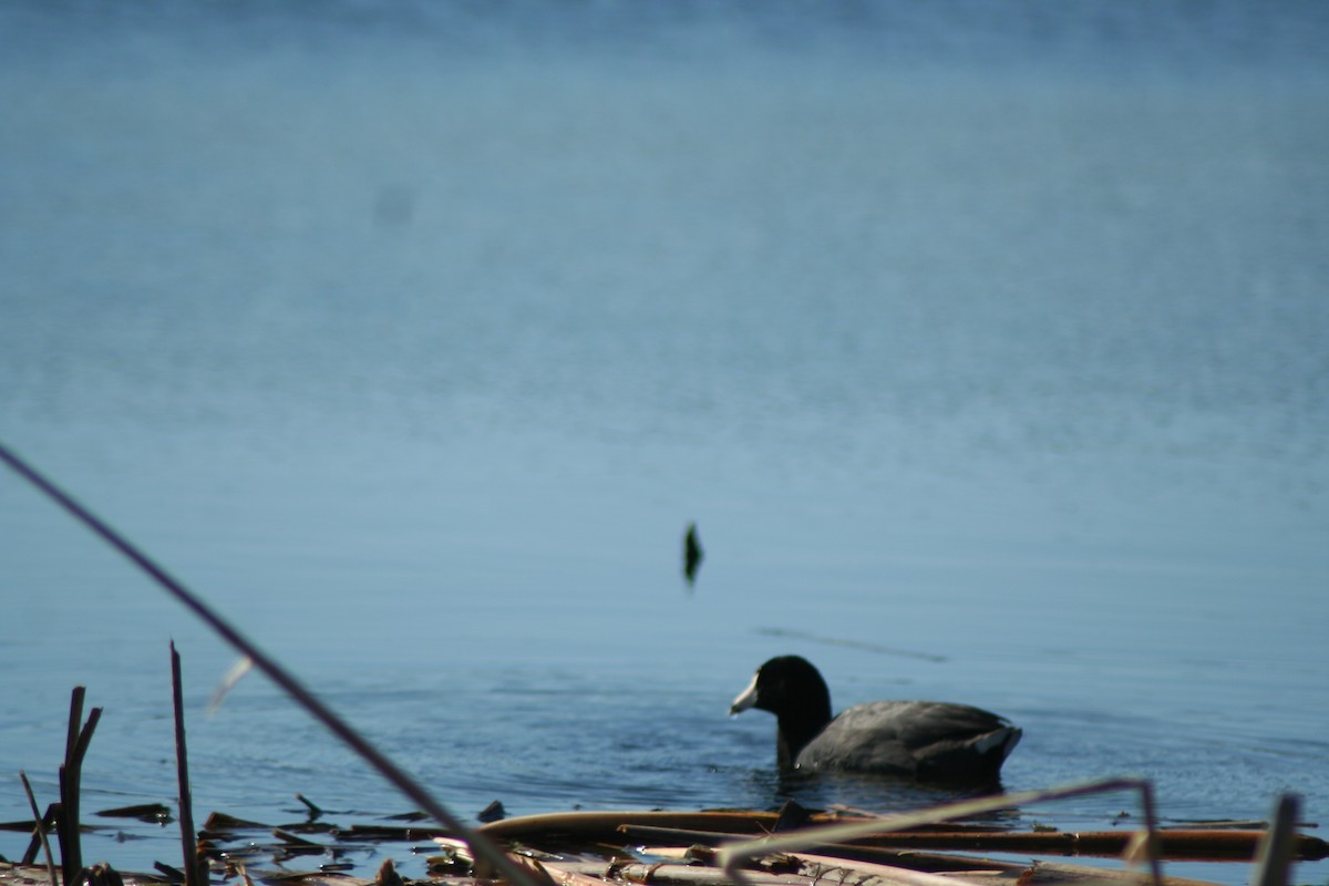 American Coot (Red-shielded) - ML28888221