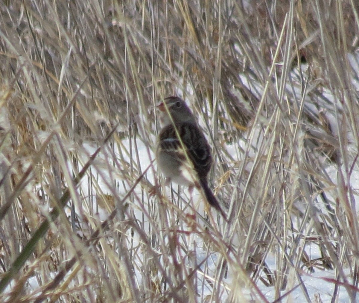 Field Sparrow - ML288882961