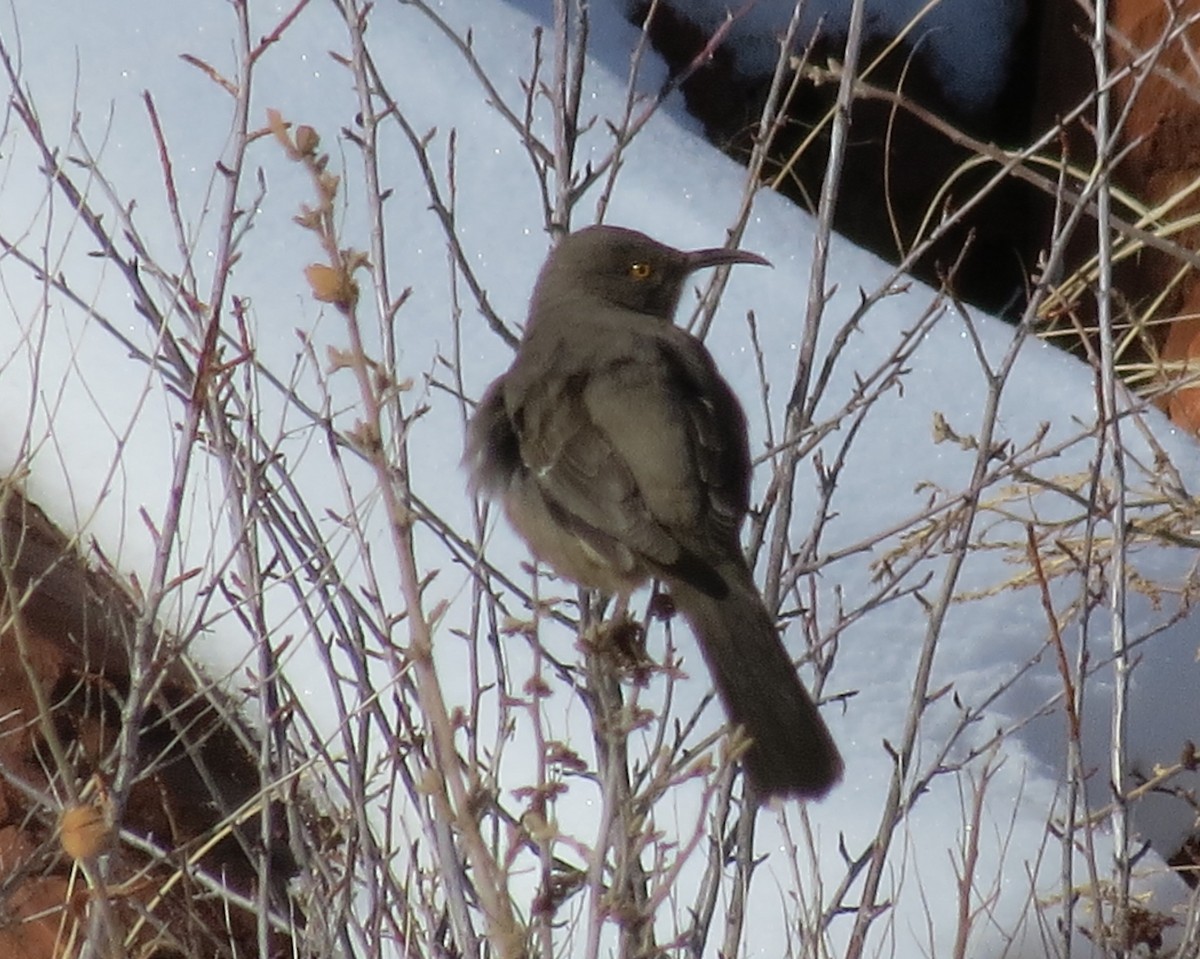 Curve-billed Thrasher - ML288883621