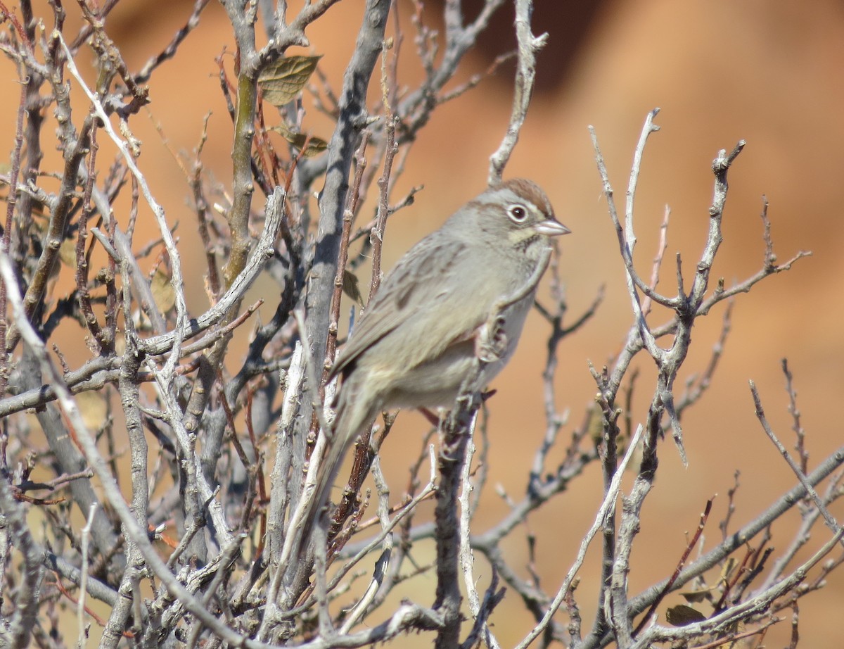 Rufous-crowned Sparrow - Ben Sampson