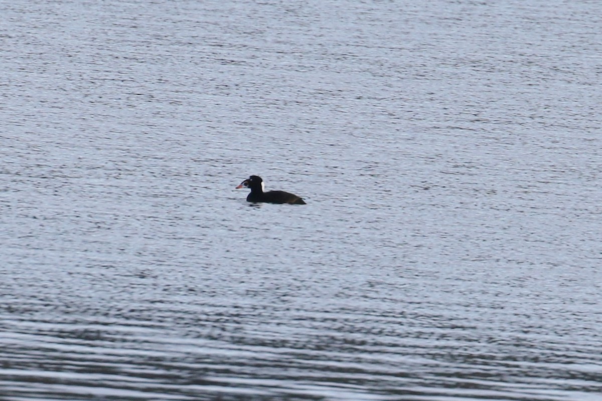 Surf Scoter - ML288884031