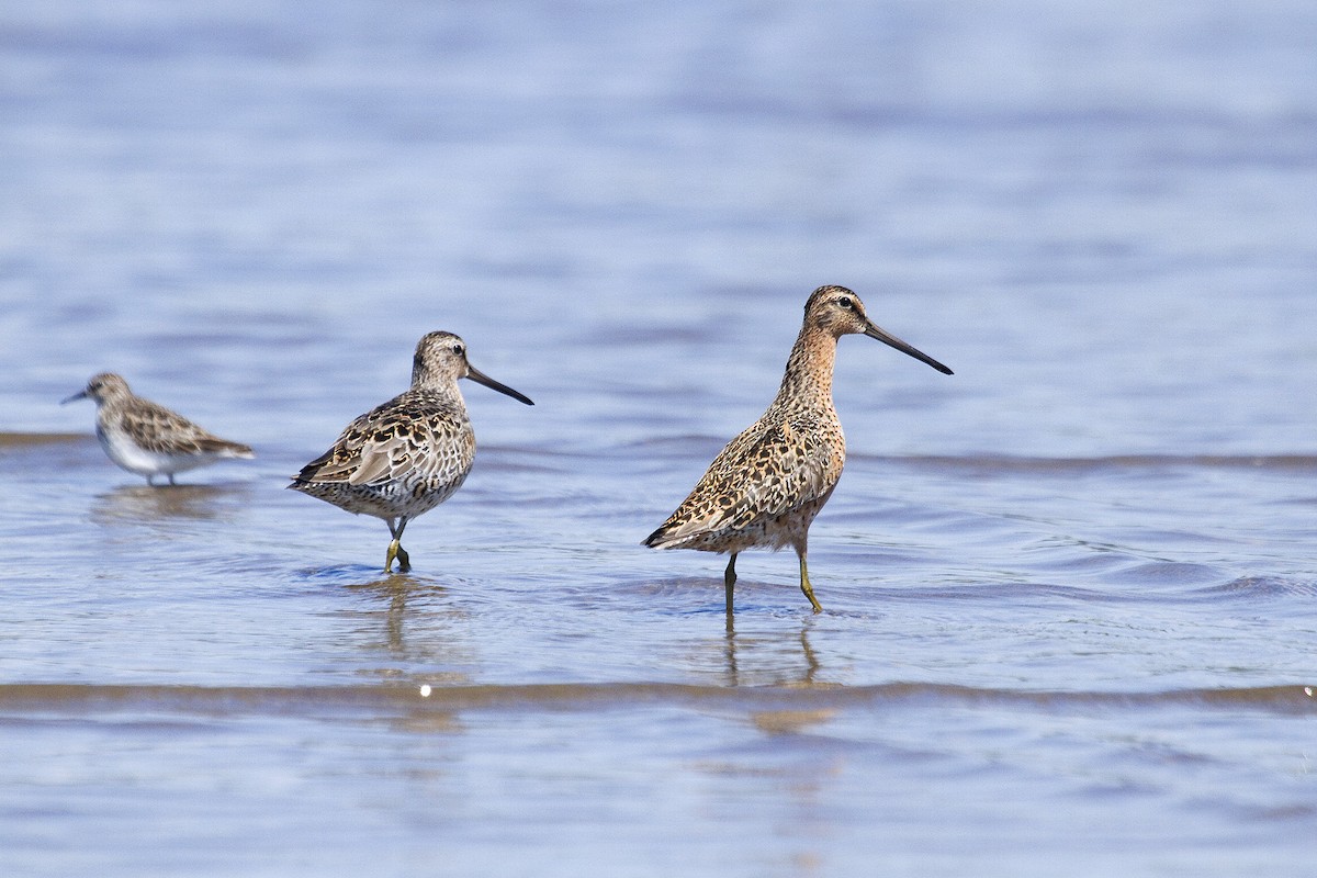 Short-billed Dowitcher - Gordon Dimmig