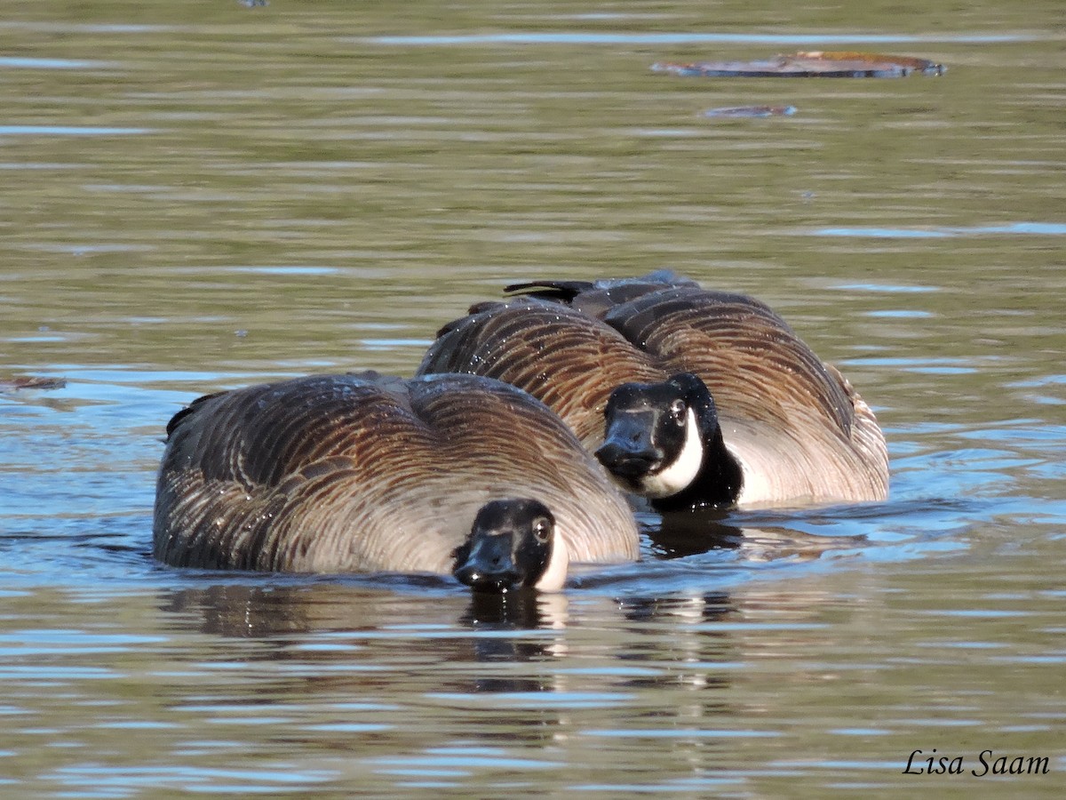 Canada Goose - ML28888631