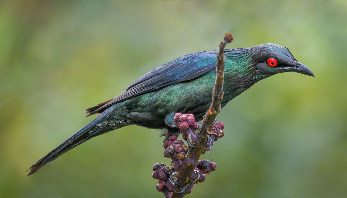 Metallic Starling - ML288887951