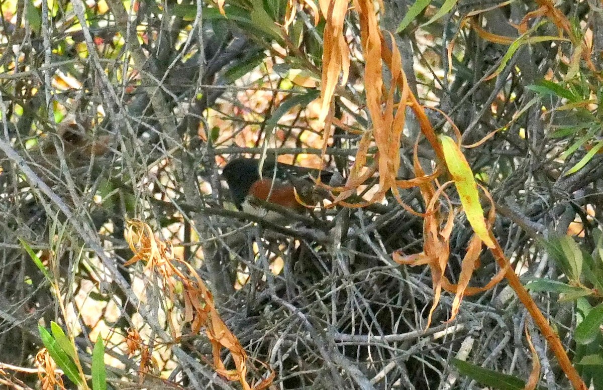 Spotted Towhee - ML288890771