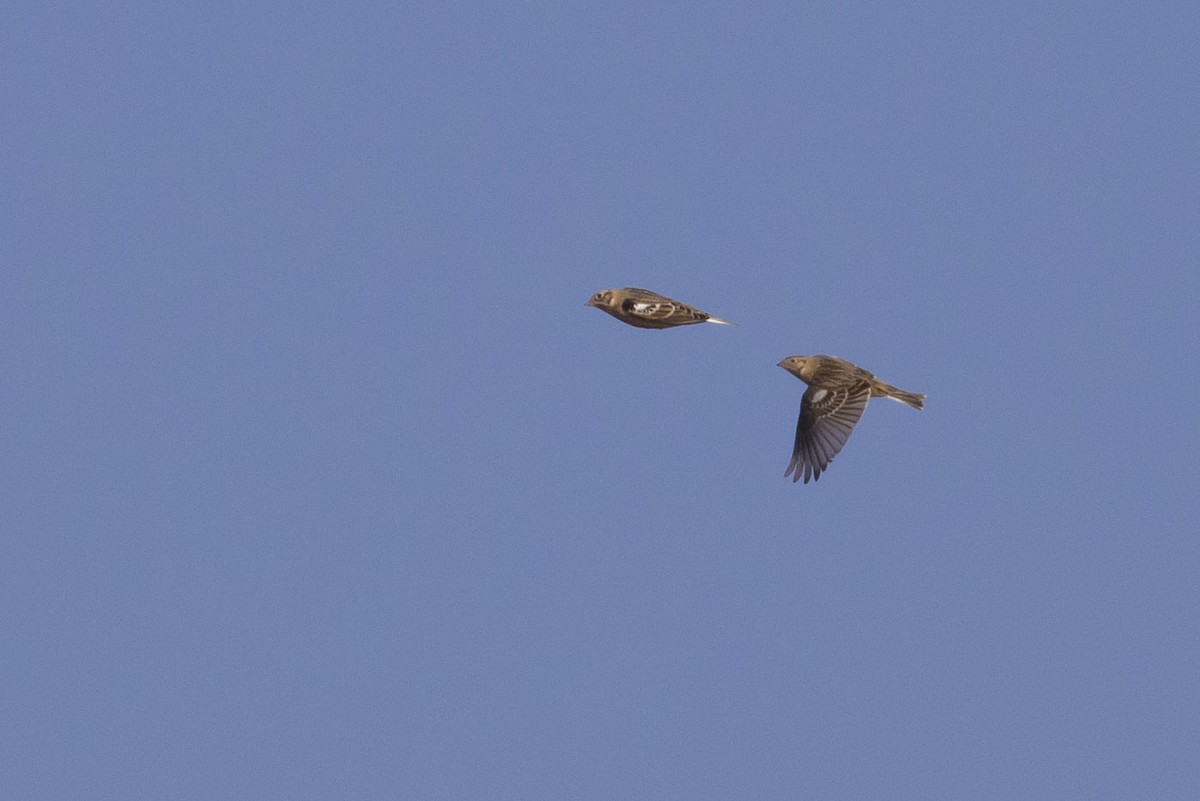 Smith's Longspur - Michael Todd