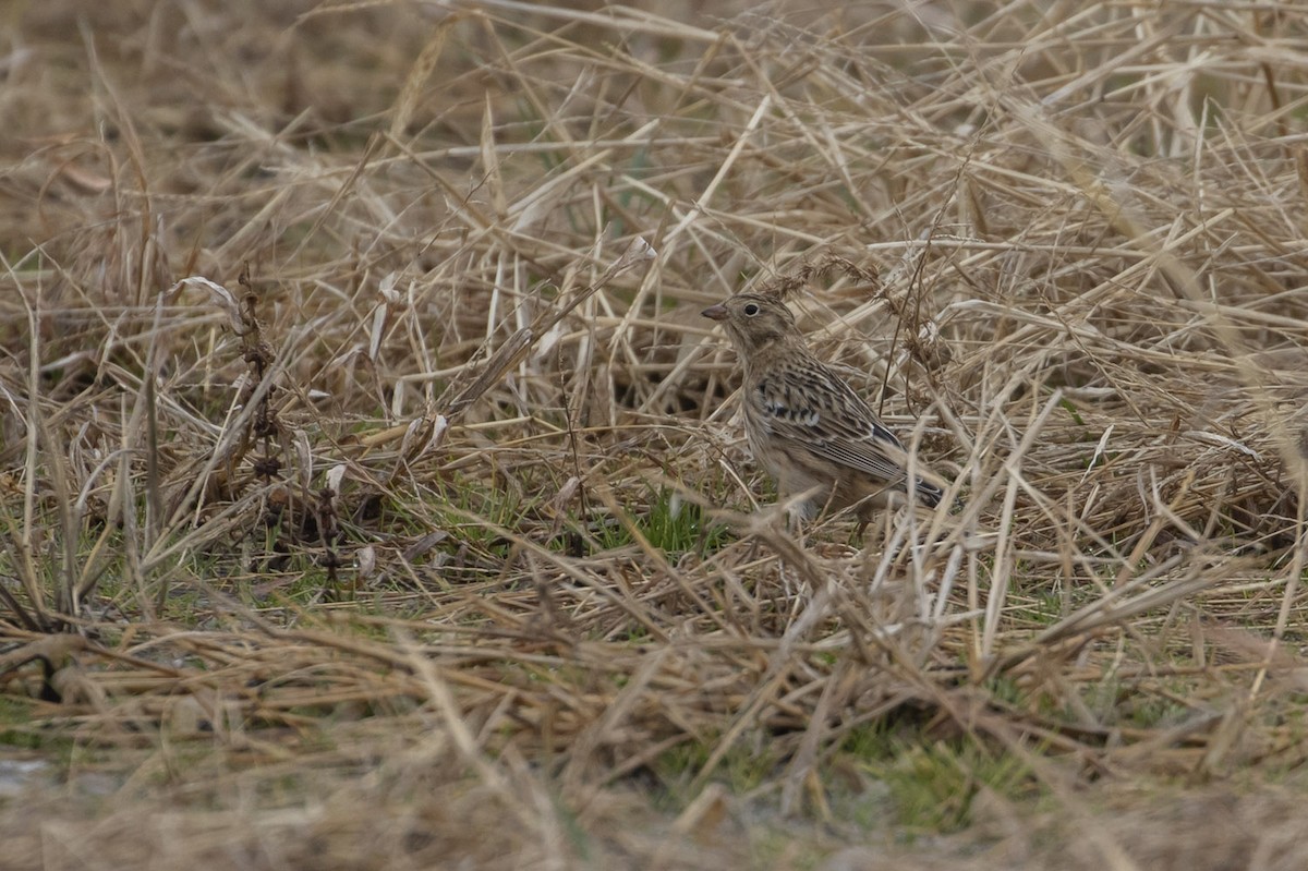 Smith's Longspur - Michael Todd