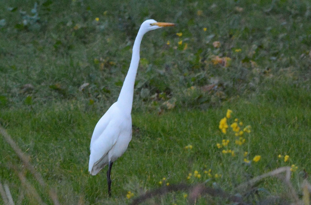 Silberreiher - ML288891981