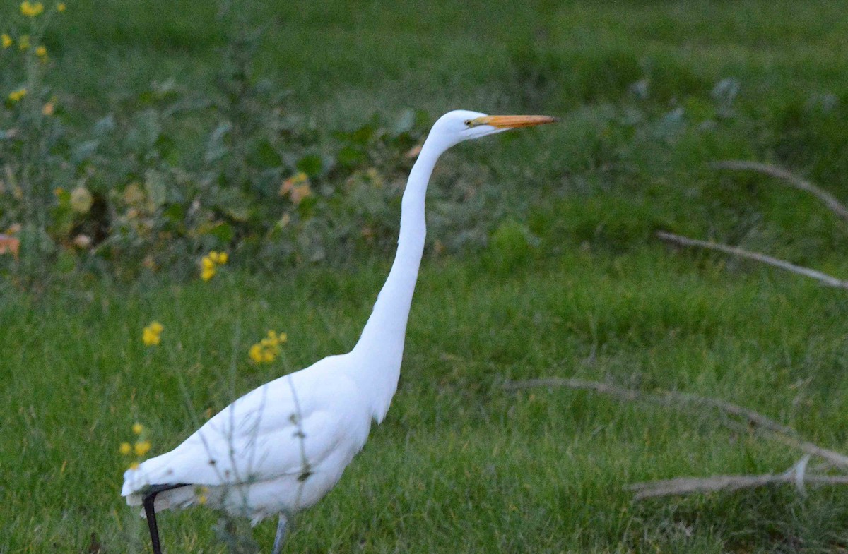 Silberreiher - ML288892021