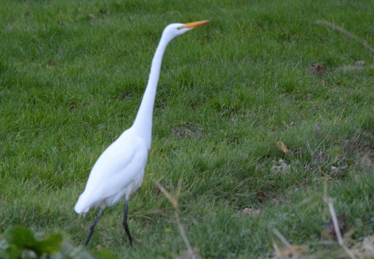 Silberreiher - ML288892101