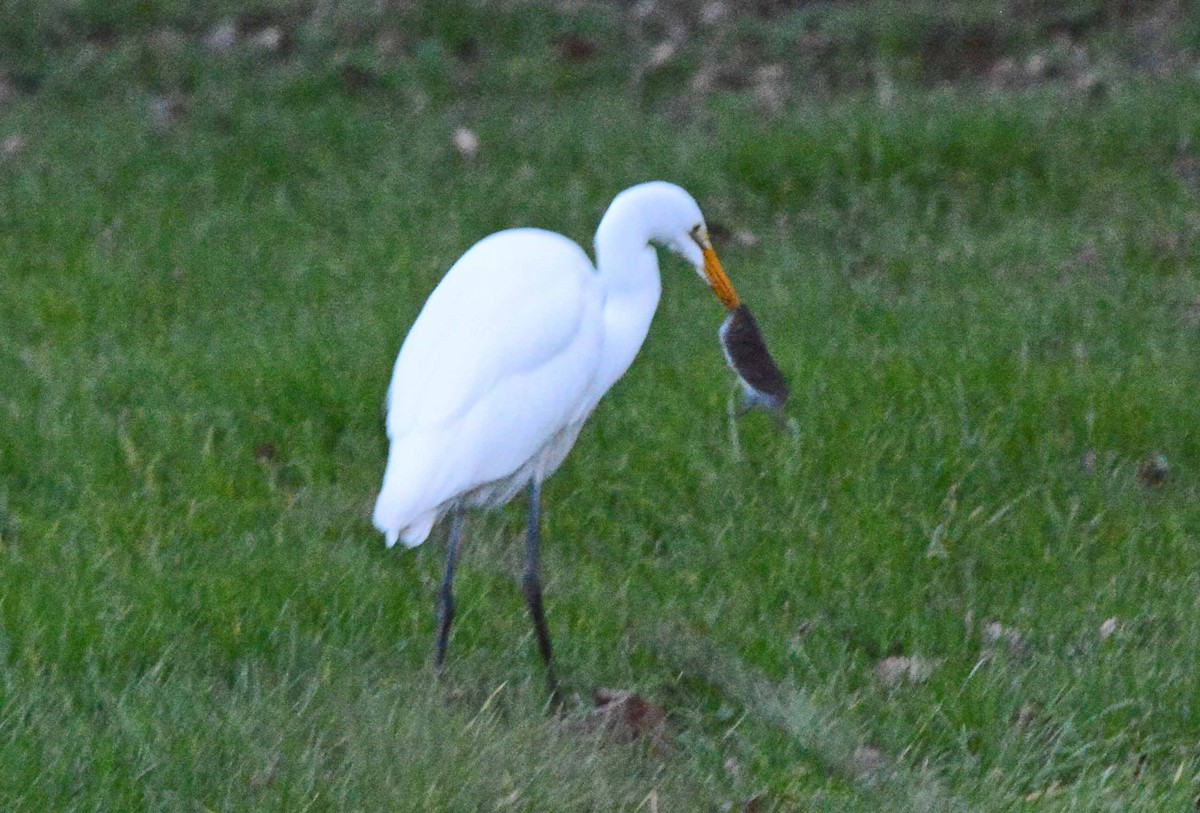 Silberreiher - ML288892141