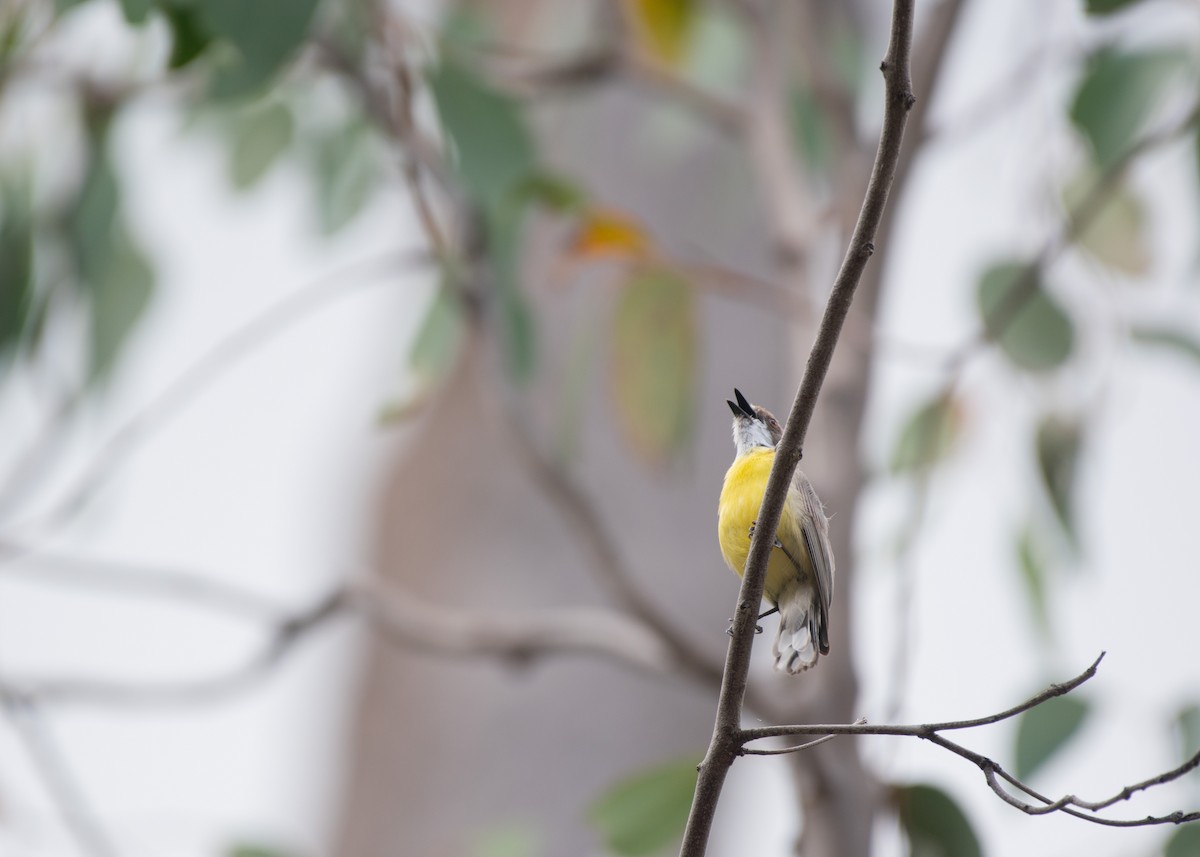 White-throated Gerygone - ML288892451
