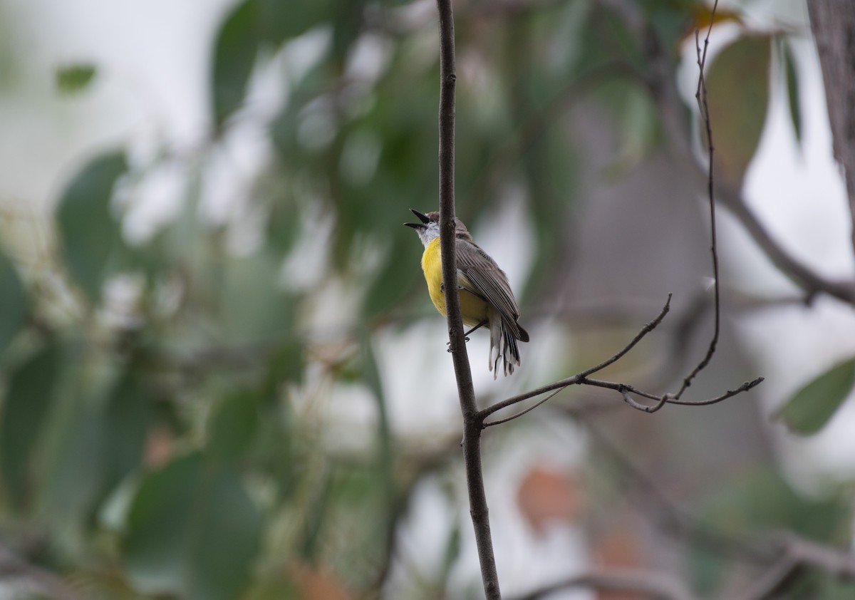 White-throated Gerygone - ML288892461