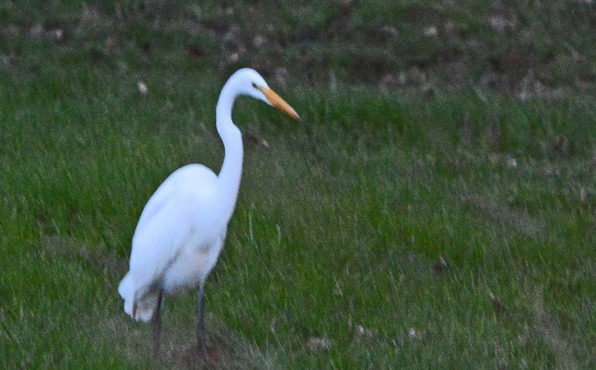 Silberreiher - ML288892471