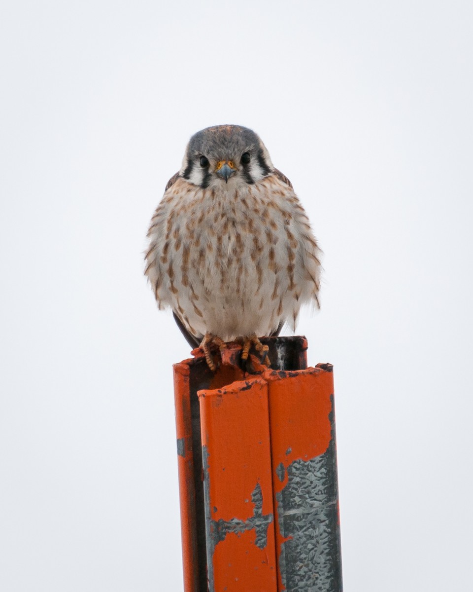 American Kestrel - ML28889391