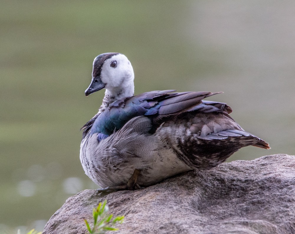 Cotton Pygmy-Goose - Anne Reardon