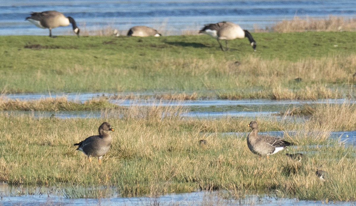 Tundra Bean-Goose - ML288895021