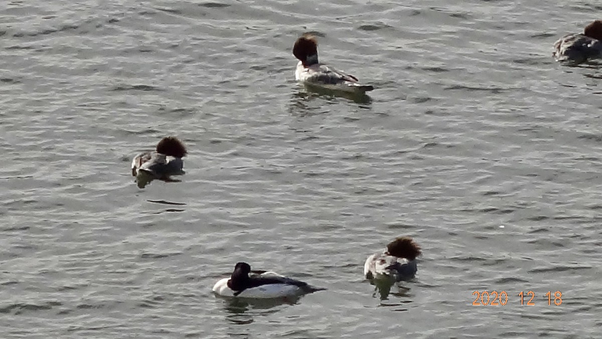 Common Merganser - HIROSHI KIDONO