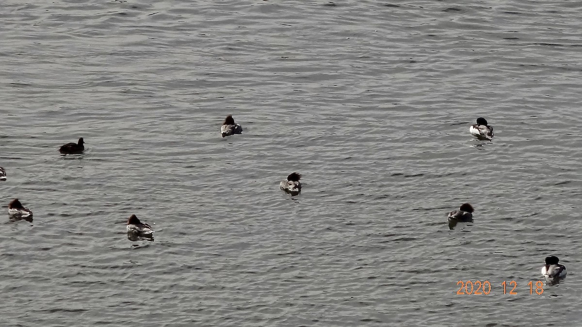 Common Merganser - ML288895141