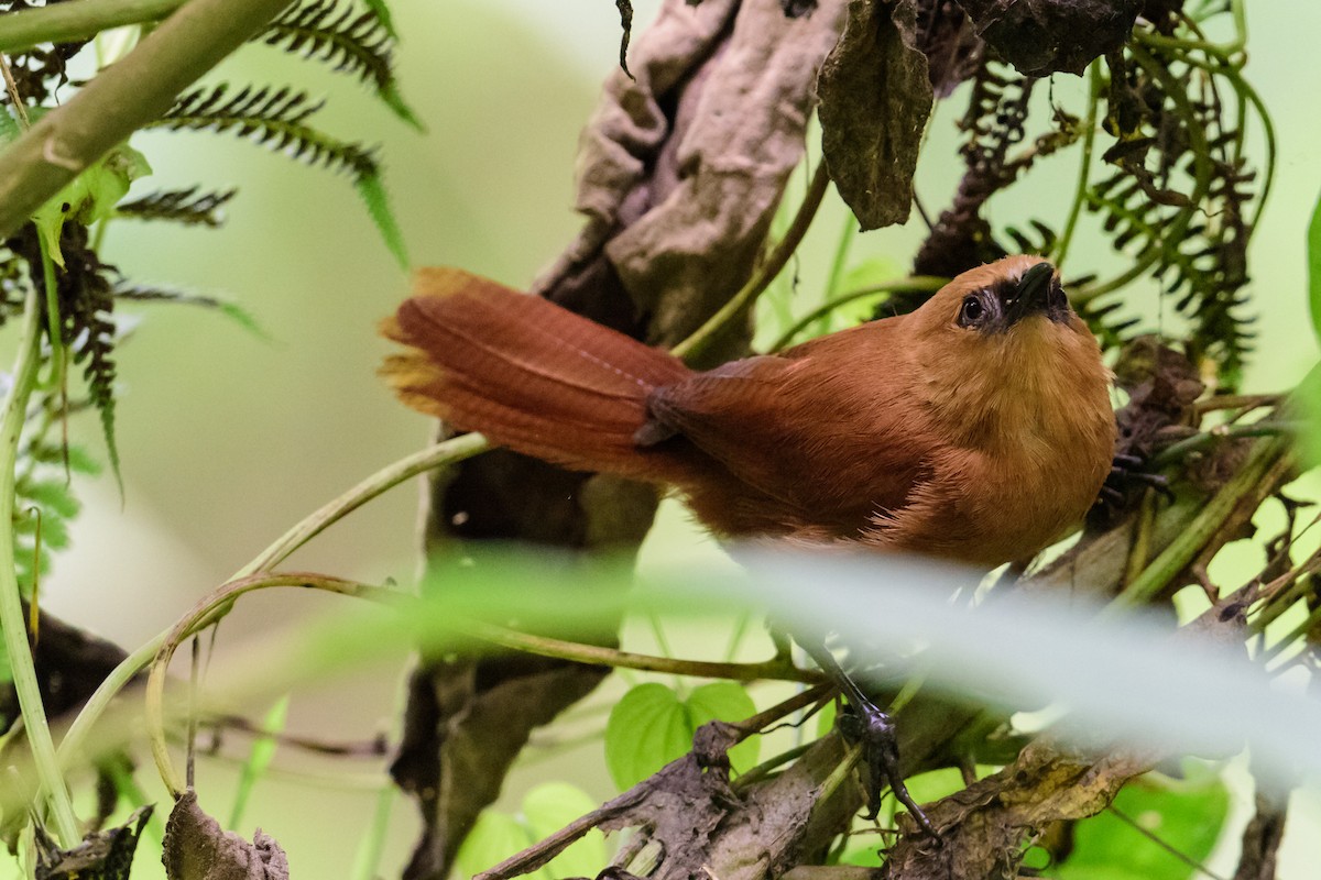 Rufous Wren - Fredy Gómez