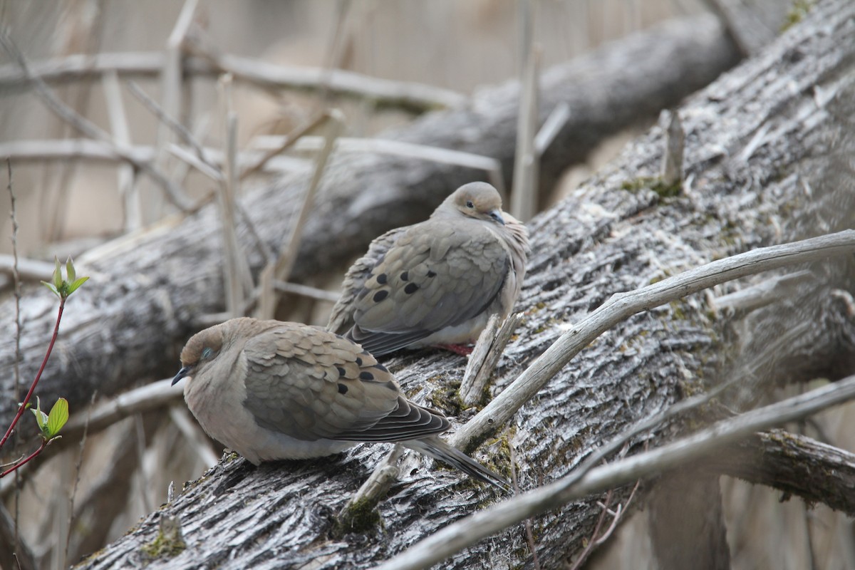 Mourning Dove - Ed kendall